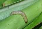 Insect Pests