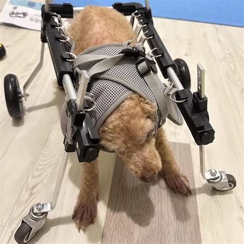 ENHEN Dog Wheelchair 4 Wheels Full Support Assist Dog India | Ubuy