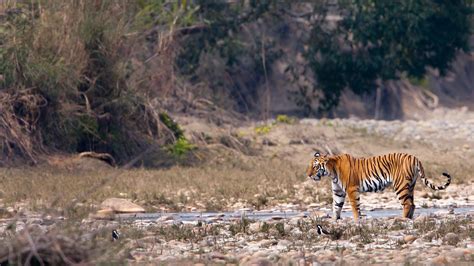 Kanha Tiger Reserve | Kanha National Park | andBeyond