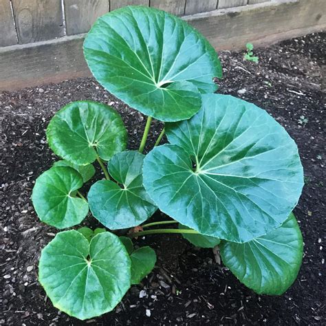 Farfugium japonicum 'Gigantea' - Giant Leopard Plant (4.5" Pot ...