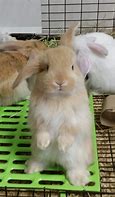 Image result for Dwarf Bunnies Black and White