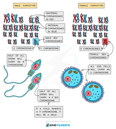 Codominance & Sex-Linked Characteristics | Cambridge (CIE) O Level ...