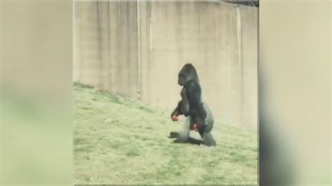 Gorilla with a human-like strut likes to keep his hands clean, zoo says ...