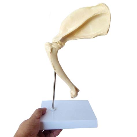 Buy Le Chien Articulation de l'épaule Modèle de Squelette - Animal ...