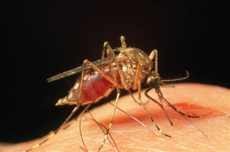 爲愛鼓掌後才吸血？蚊子如何在短暫的一生中，讓我們對其深惡痛絕？