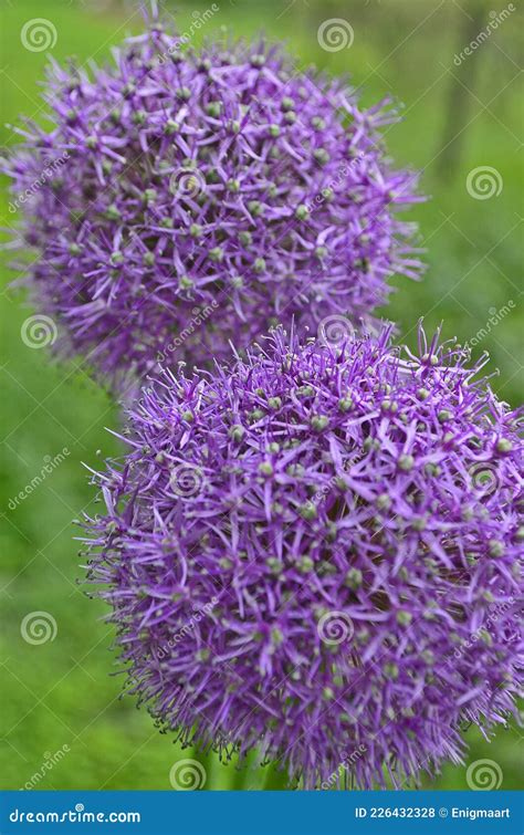 Garlic Flower Meaning at Mae Kimbrell blog