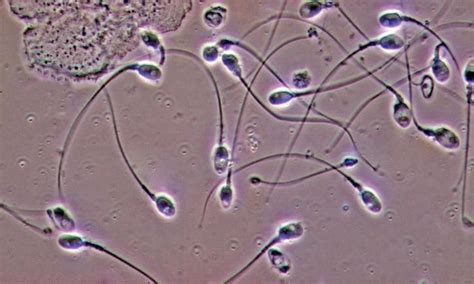 World's 1st Artificial Sperm Is Almost Real, Will Benefit 23.5 Crore ...