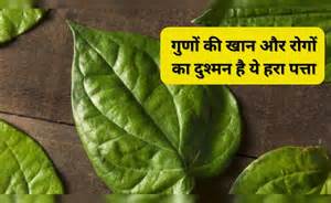 इस एक पत्ते का सेवन बदल देगा आपका जीवन, Doctor ने बताया इसे 100 साल तक ...