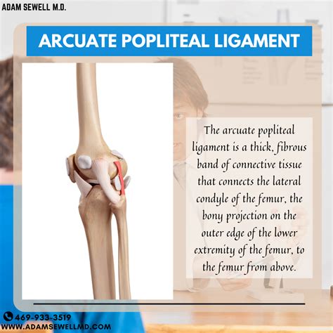 Oblique Popliteal Ligament And Arcuate Popliteal Ligament