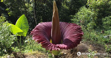 Scientists have solved the mystery of a corpse flower that blooms once ...