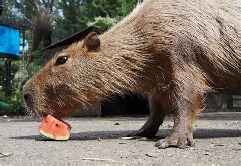 Capybara Hechima gewinnt zum dritten Mal die Capylympics