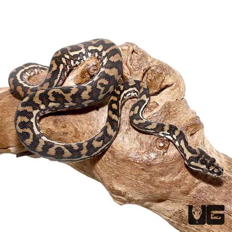 Image result for Coastal Carpet Python Colours