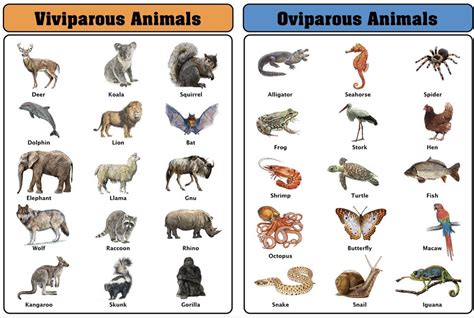 Buy Oviparous Vs. Viviparous Charts With Cards | Montessori Materials ...