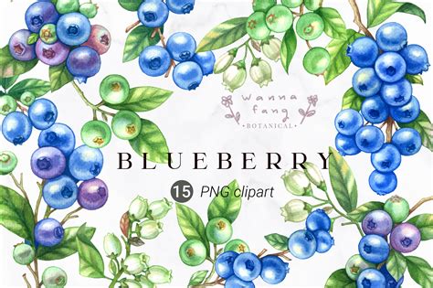 Free blueberry clip art, Download Free blueberry clip art png images ...