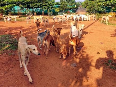 Madurai-based IT engineer involved in efforts to recover endangering ...
