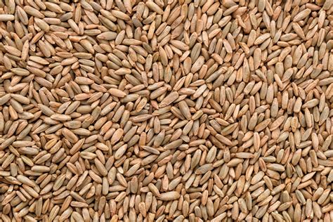 Rye Grain - Information and Advice | DeliverDeli