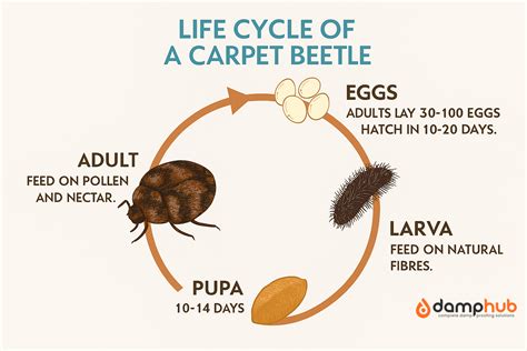 How to Get Rid of Carpet Beetles in the UK