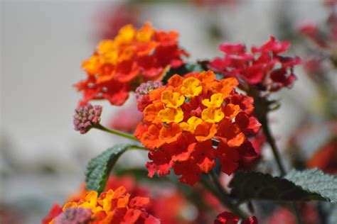 How to Grow and Care for Lantana - Trimmed Roots