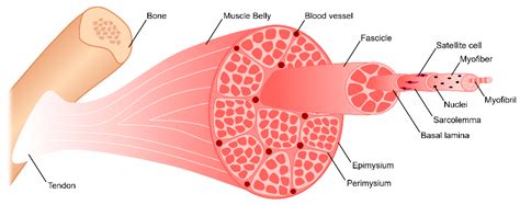 Skeletal Muscle Tissue