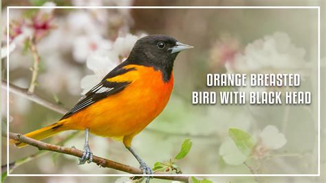 Orange Tangier Birds