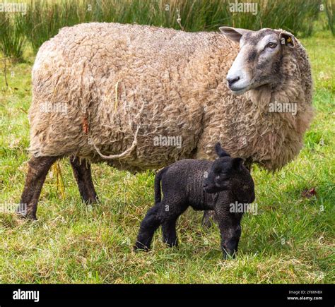 Suffolk Cross Ewe Ovis aries with day old black lambs Stock Photo - Alamy