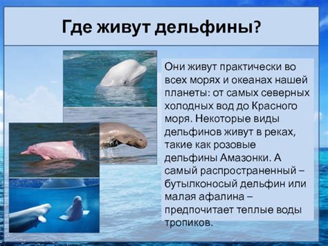 Немного о дельфинах