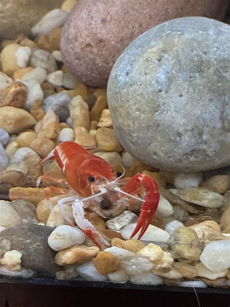 What Do Crayfish Eat