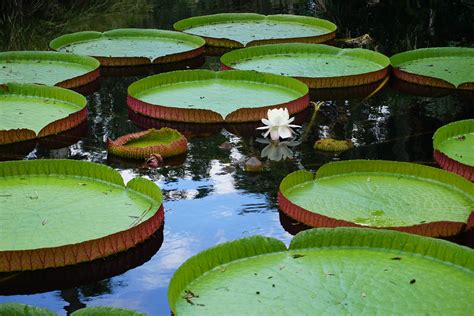 Stunning Giant Water Lilies: Victoria Amazonica