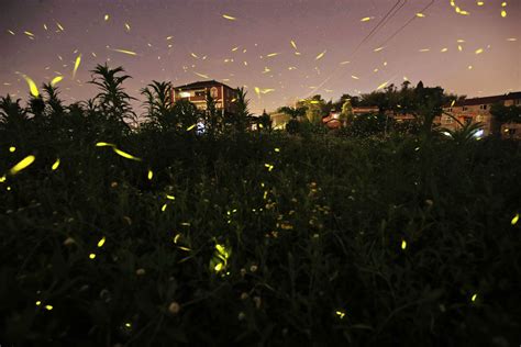 重庆7个最美萤火虫观赏地，不出城区内就能看！
