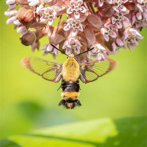 HUMMINGBIRD CLEARWING MOTH - a photo on Flickriver
