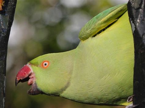 Alien Bird Evolution 的图像结果