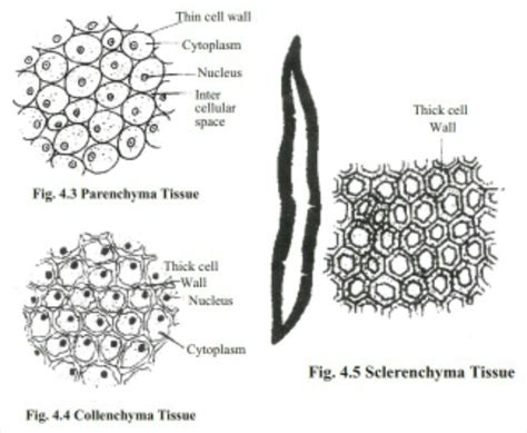 draw labelled diagram representing the three types of simple permanent ...