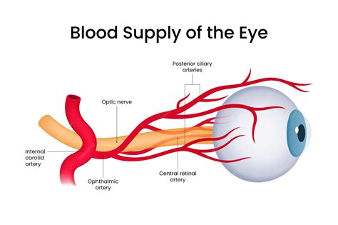 Premium Vector | Arterial Blood Supply of Eye