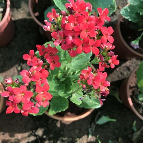 Buy Succulent Plants Online At Best Prices – MyBageecha – Page 3