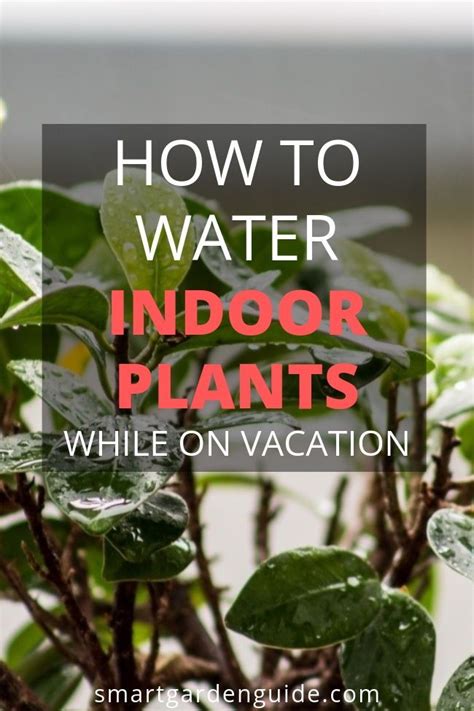 How to water indoor plants while on vacation. Leaving your plants while ...