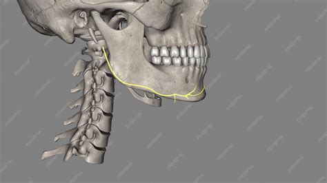 Premium Photo | The marginal mandibular branch of the facial nerve arises from the facial nerve ...