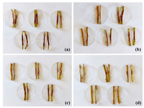 Valorization of Quercus suber L. Bark as a Source of Phytochemicals ...