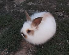 Image result for Newborn Baby Bunny