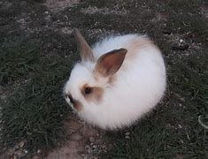 Image result for Bunny Images. Free
