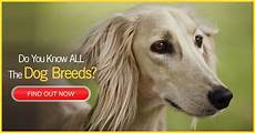 conosci a memoria tutte le conosci tutte le razze dei cani conosci a memoria tutte le conosci tutte le razze dei cani