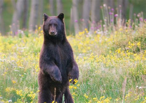 Wildlife in Colorado - Types of Coloradan Animals - A-Z Animals