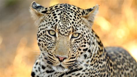 Hd Wallpapers 4k Animals