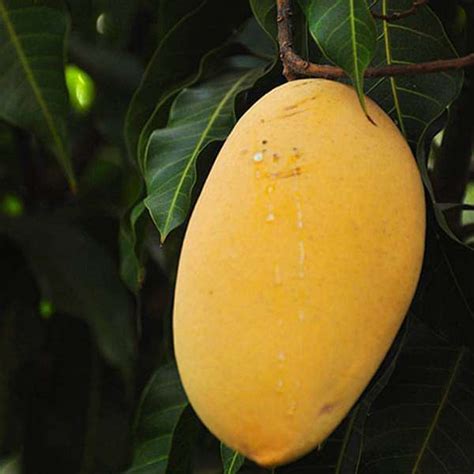 Buy Mango Tree (Alphonso, Grafted) - Plant online from Nurserylive at ...