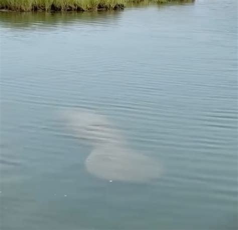 Manatee Spotted on Cape Cod - On The Water