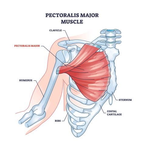Hex Press: What it is, Muscles Worked, and Benefits - Inspire US