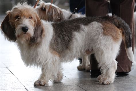 Petit Basset Griffon Vendeen - Pictures, Information, Temperament ...