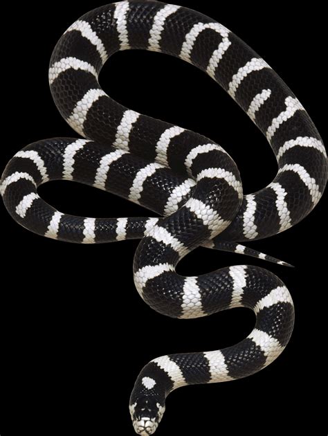 Download Banded Blackand White Snake | Wallpapers.com