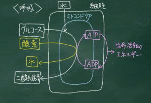 Learn OS Module Python From Beginning に対する画像結果
