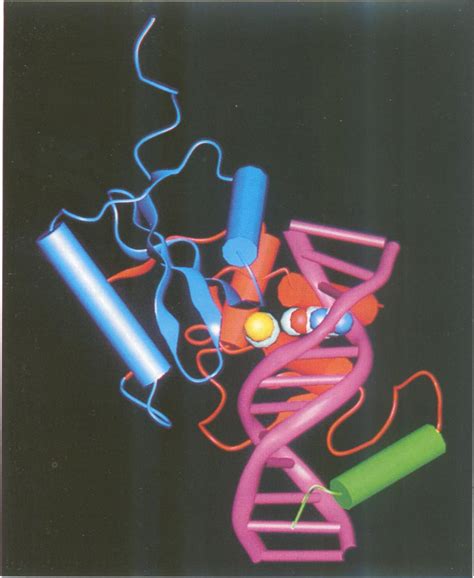 DNA Model Drawing 的图像结果