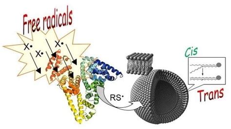 Biomolecules | Special Issue : Plasma Membrane Lipid Domains As a ...